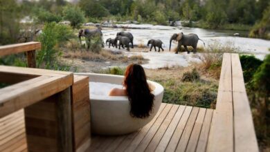 A Look Inside Luxury Safari Segment And Its Future Growth Path