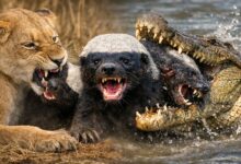 Can Crocodiles or Lions Kill the Fearless Honey Badger?