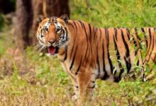 Wildlife Conservation Through Eco-Tourism: Lessons from India's Tiger Reserves and Their Global Importance