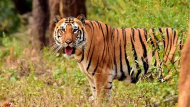 Wildlife Conservation Through Eco-Tourism: Lessons from India's Tiger Reserves and Their Global Importance