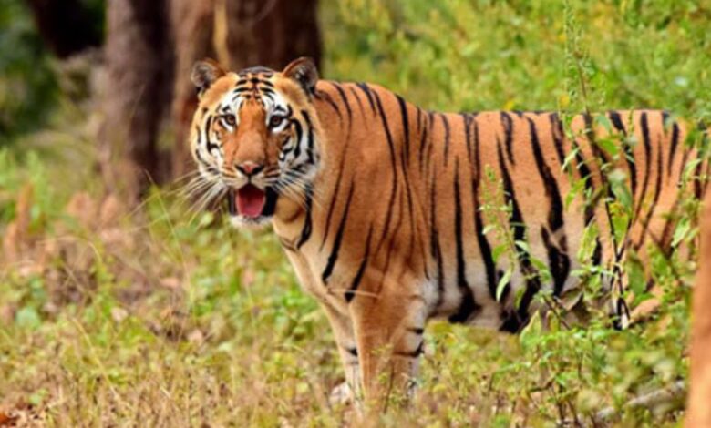 Wildlife Conservation Through Eco-Tourism: Lessons from India's Tiger Reserves and Their Global Importance